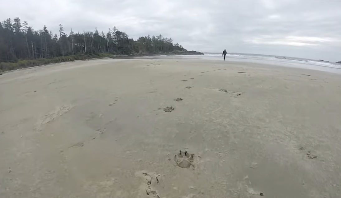 Kayaking-Clayoquot's Vargas Island wolf tracks